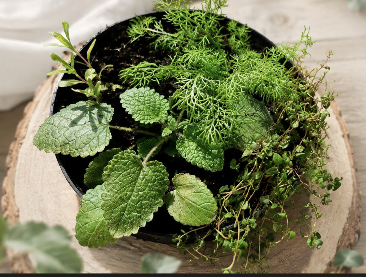 Therapeutic herbs